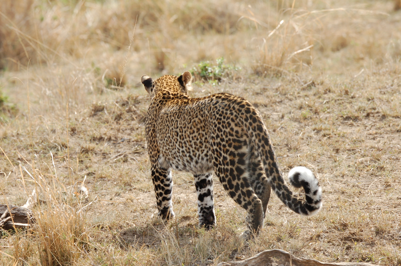 Illustration for article titled Out of Africa. More Leopards.